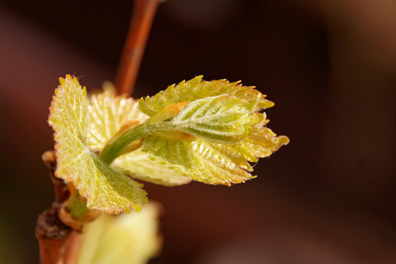 Und der Wein wächst