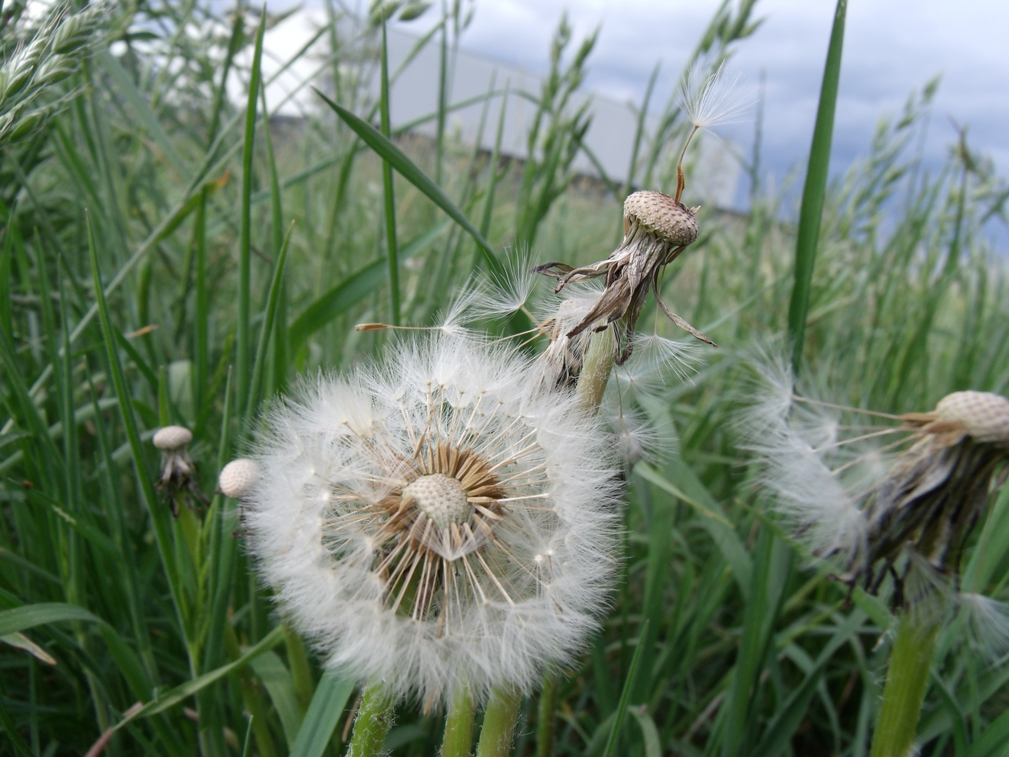 Und der Wind kam.