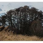 Und der Wind weht durch den Erlenbruch