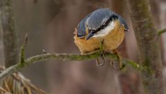 Und der zigste Kleiber - leider