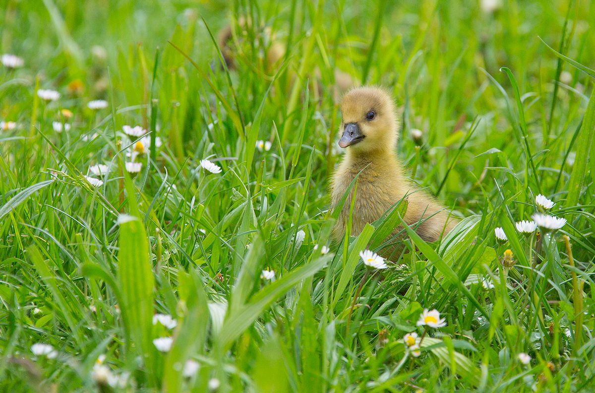 und deshalb heißen sie gänseblümchen...