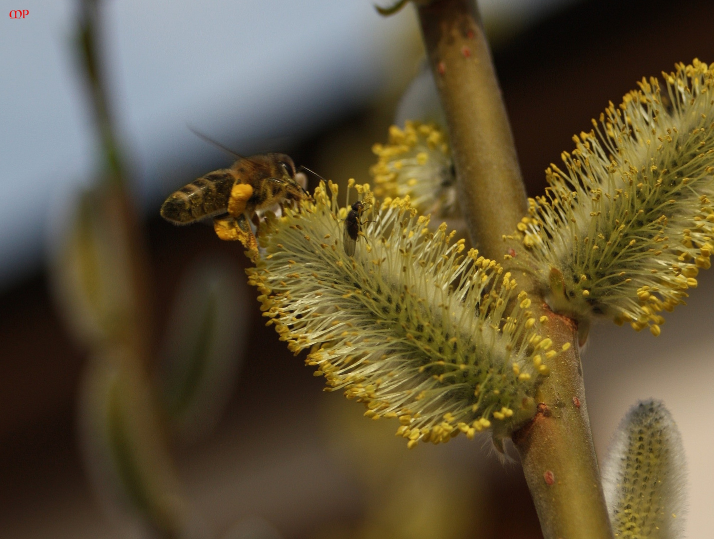 und die Bienchen sind schon angereist