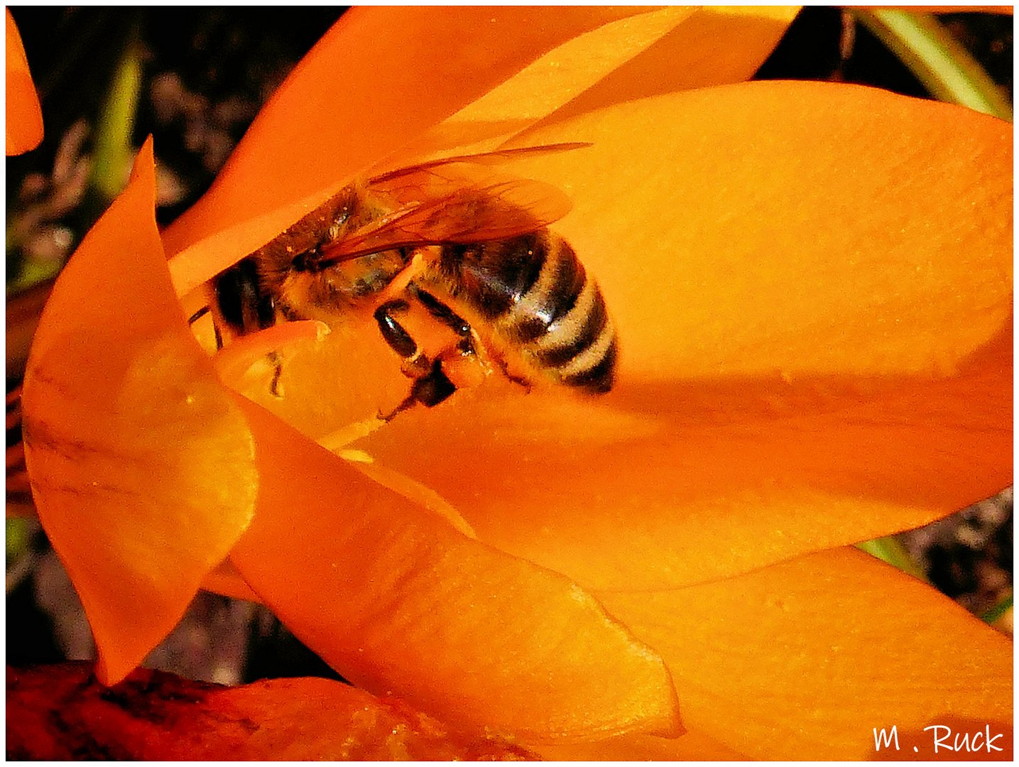 Und die Bienen laben sich auch schon den Pollen 