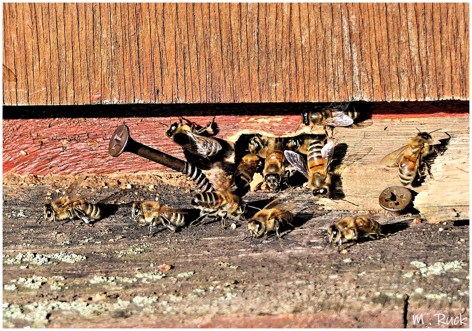 Und die Bienen sind auch schon recht Aktiv !