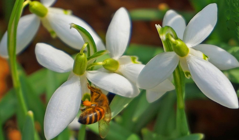 Und die Bienen summten