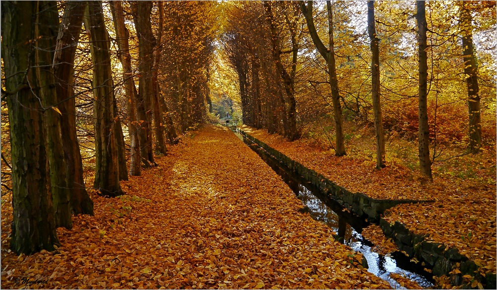 ~...und die Blätter fallen ~