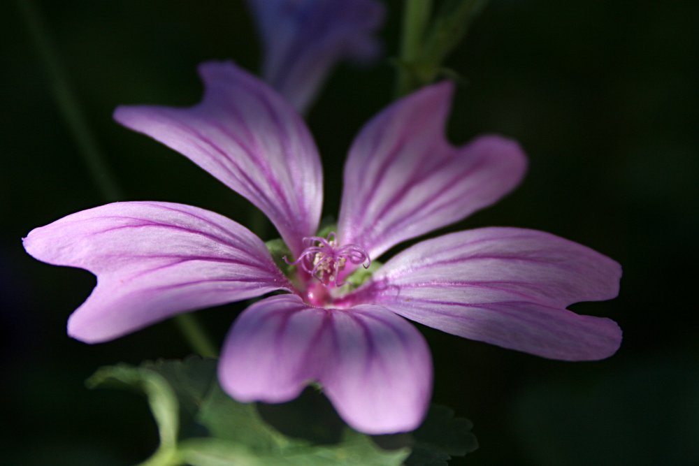 und die blüte in ganz