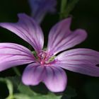 und die blüte in ganz