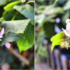 Und die Brombeeren blühen noch