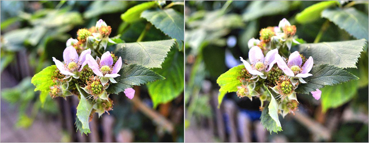 Und die Brombeeren blühen noch