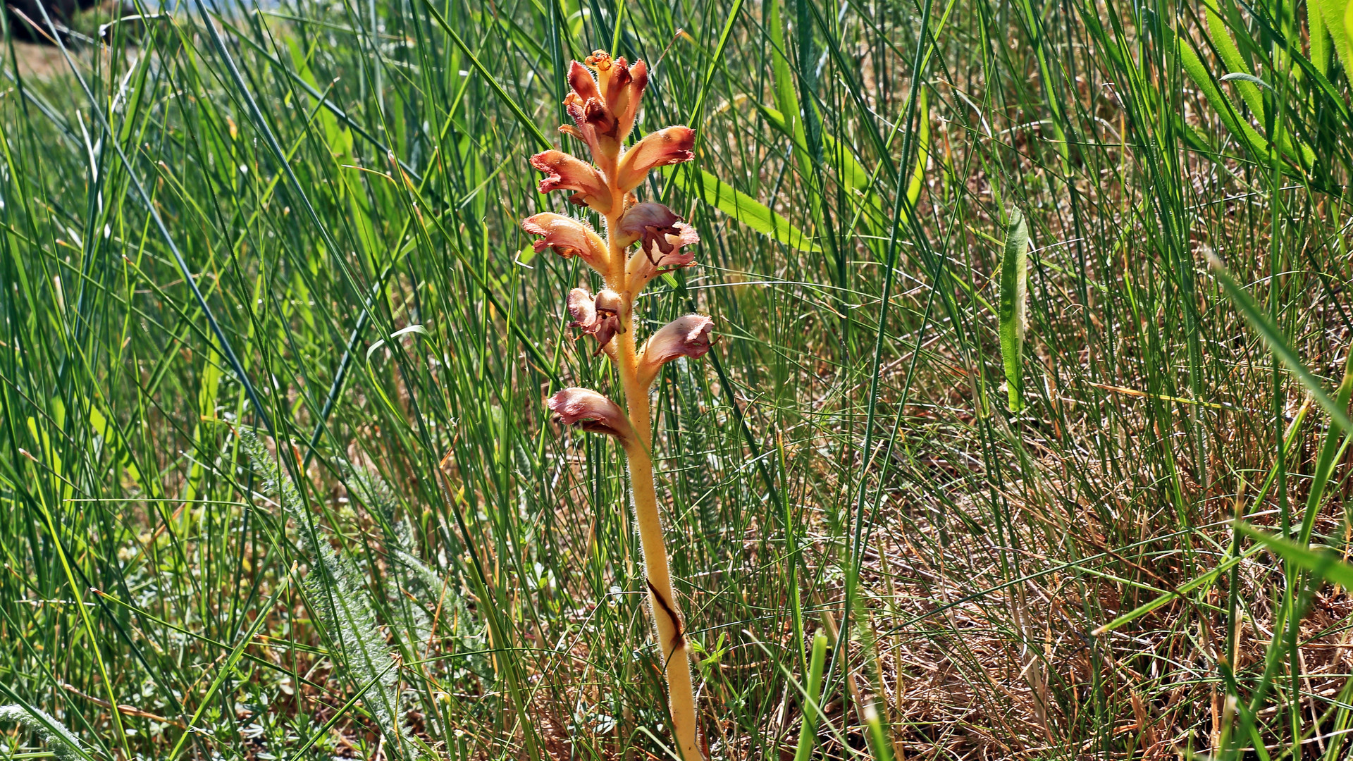 und die dritte Orobanche