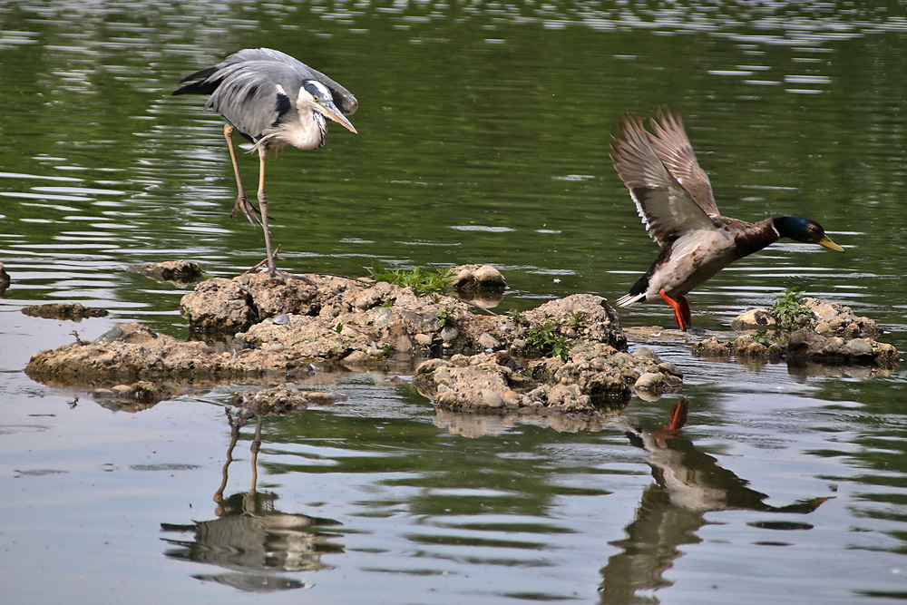 ...und die Ente wird verjagt.......