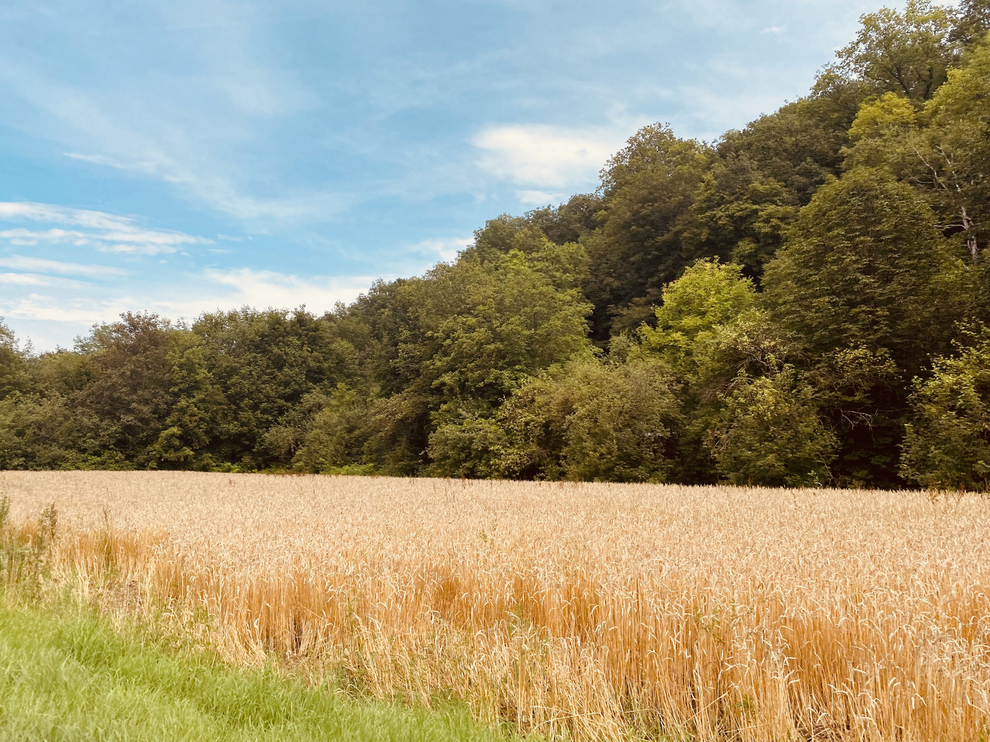 und die Felder können es kaum erwarten 