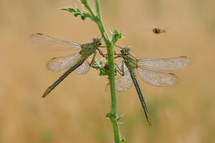 Und die Fliege hab ich an einen Faden gebunden ;O)