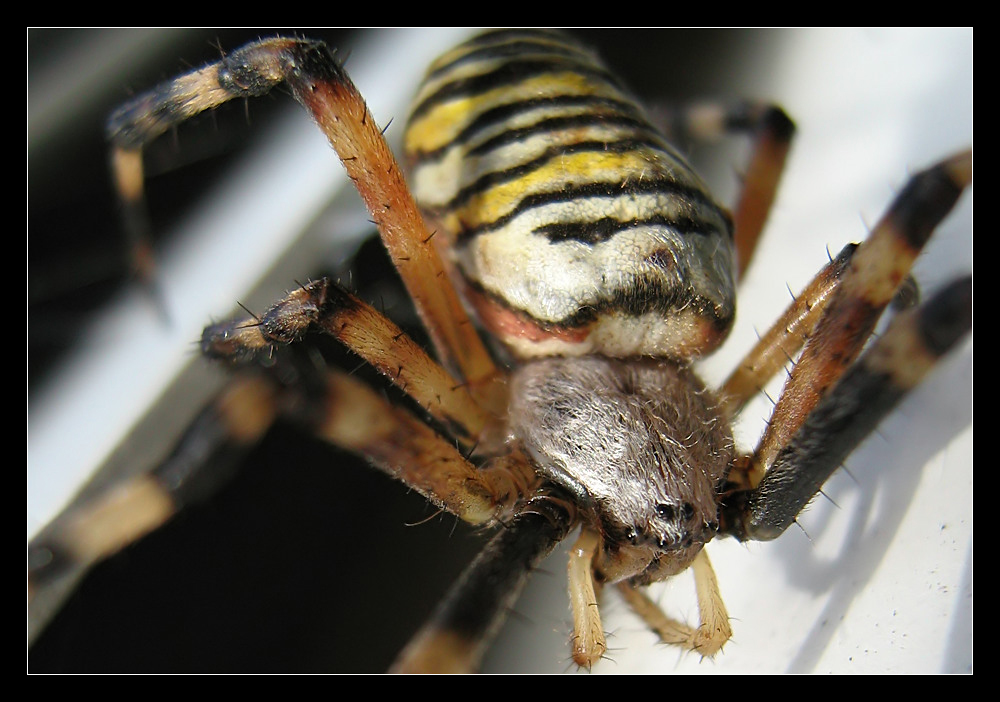 und die Frisur hält Foto & Bild tiere, wildlife, spinnen Bilder auf