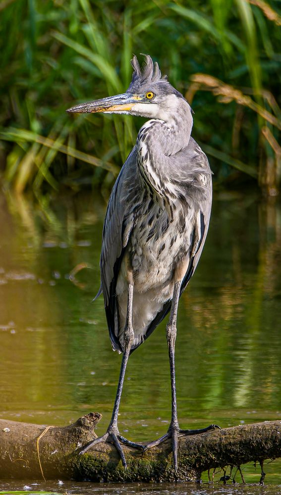 .. und die Frisur sitzt Foto & Bild | tiere, wildlife, wild lebende