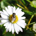 ....und die Gänseblümchen haben schon Besuch...