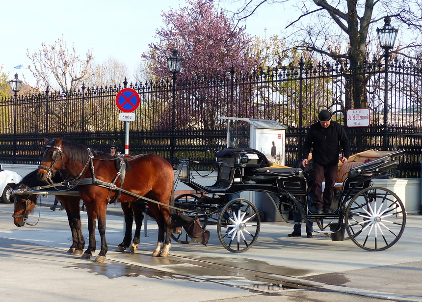 ...und die gehören einfach zu Wien....