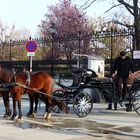 ...und die gehören einfach zu Wien....