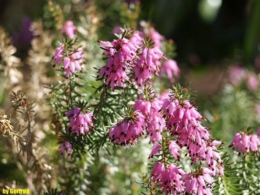 Und die Heide blüht, nicht nur zur Heideblütenzeit
