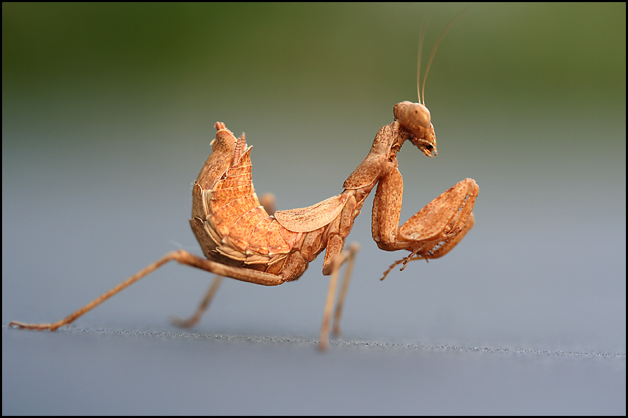 ...und die kleine Art der Fangschrecke (Mantodea) ...