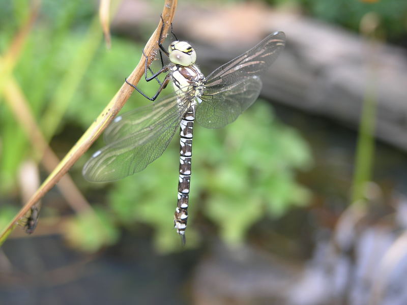 .....und die Libelle nochmal von der Seite