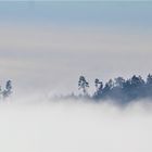 und die Natur versinkt im Nebel