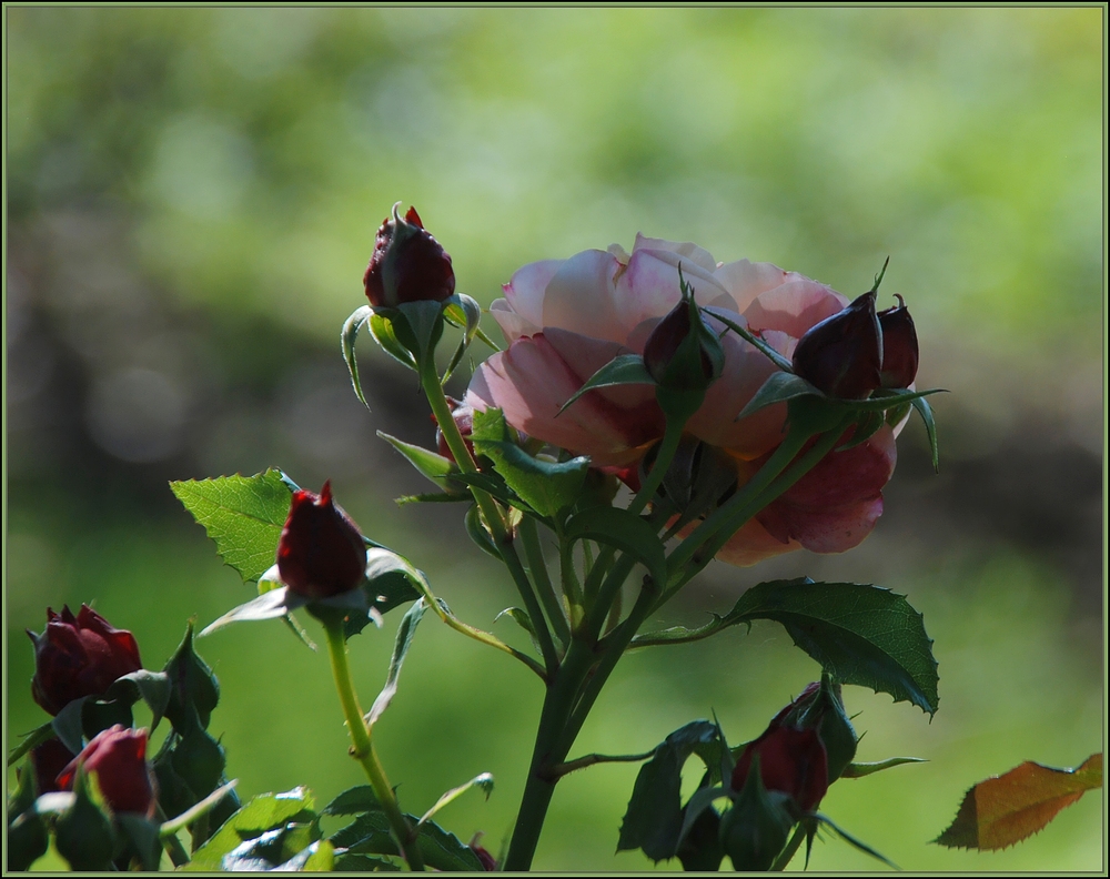 ...und die Rosen blühen auch im Herbst noch !!