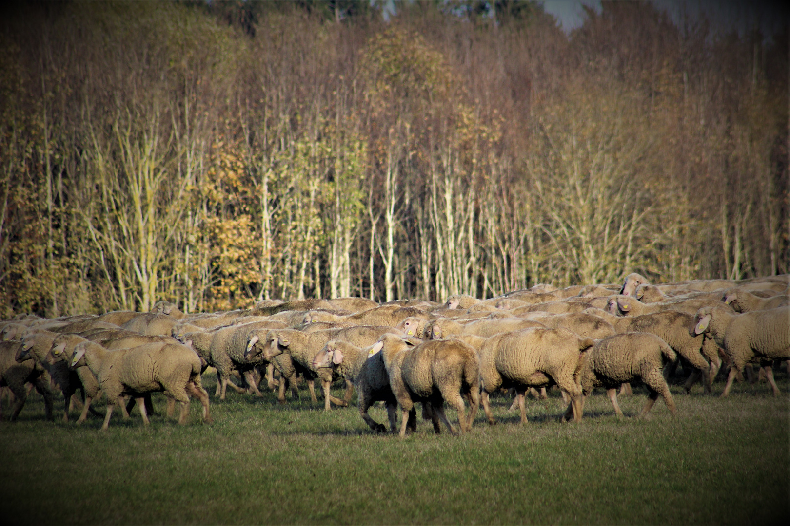 und die Schafe ziehen weiter 