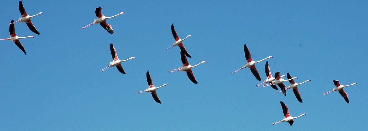 Und die schönen Flamingos, die dort leben