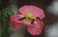 """""" und die Schwebfliegen kommen dann auch wieder """"""