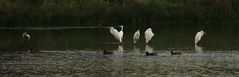 Und die Silberreiher waren auch da.