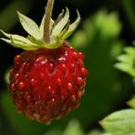 ...und die walderdbeeren haben den Regen auch überstanden....