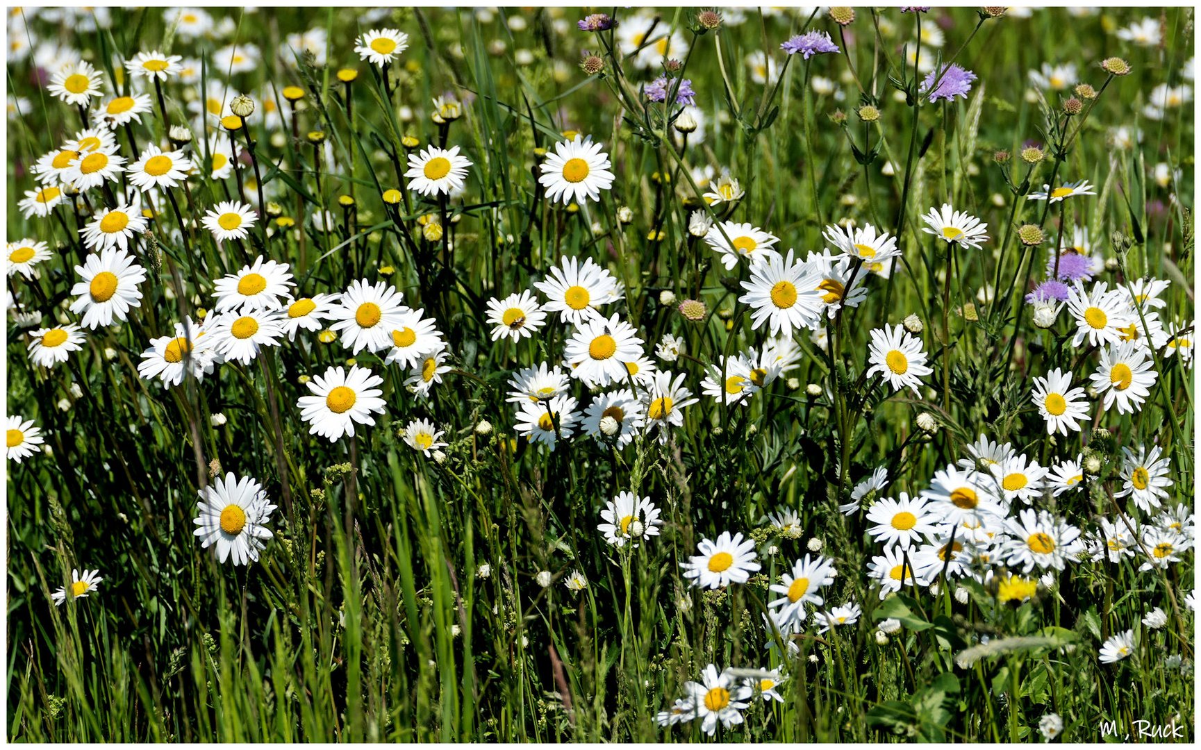 Und die Wiesen sind voller Margeriten , Foto & Bild pflanzen, pilze