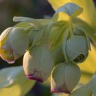 ... und die Wilde: die Stinkende Nieswurz (Helleborus foetidus)