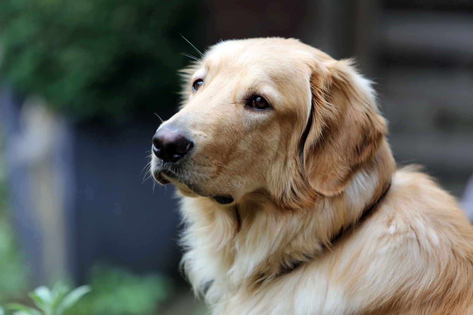 . . . und dieser melancholische Blick !