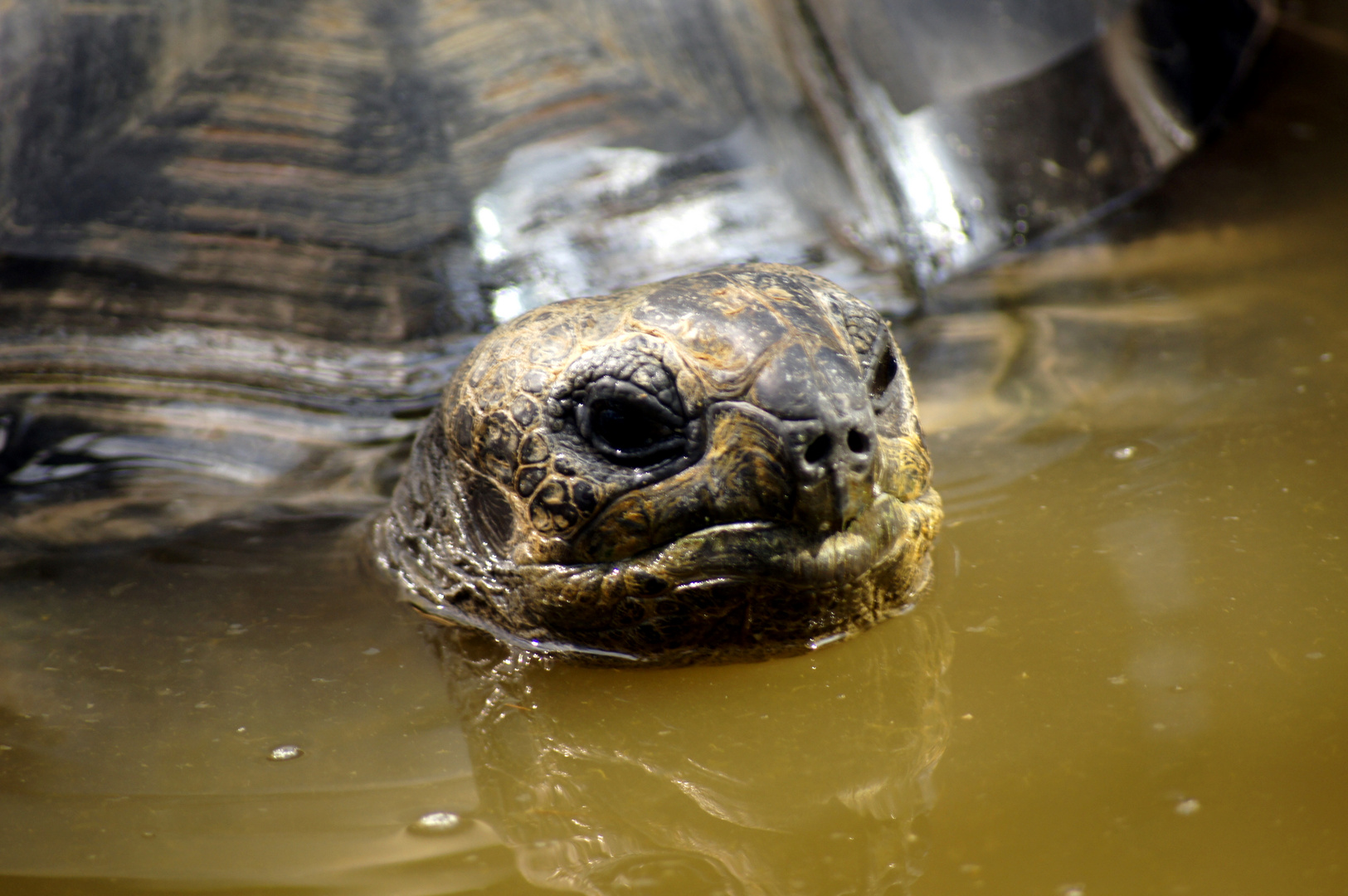 Und doch bin ich eine Landschildkröte