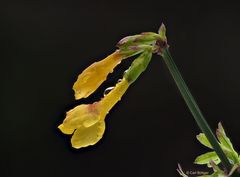 Und doch blühe ich - Winterjasmin