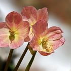 und doch gewinnt der Frühling über den Winter