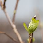 Und doch kommt der Frühling