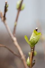 Und doch kommt der Frühling