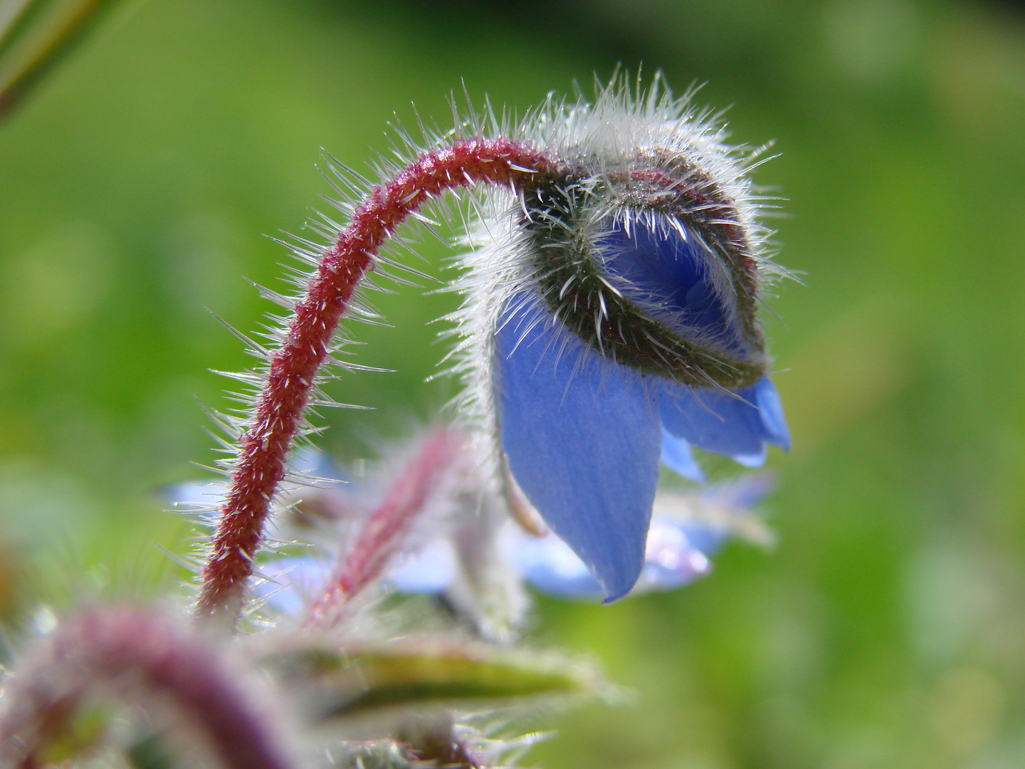 ..und doch nicht stachelig