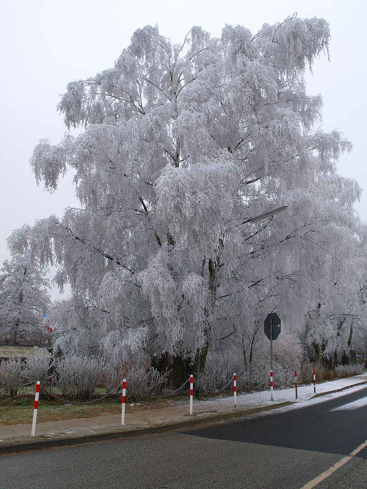 Und doch noch ein Winterbild hinbekommen !!!