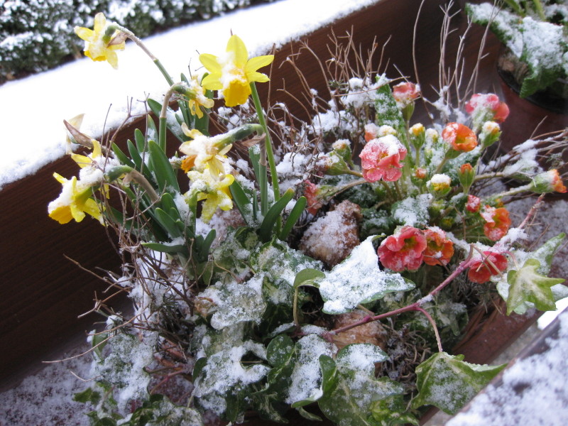 Und dräut der Winter noch so sehr...