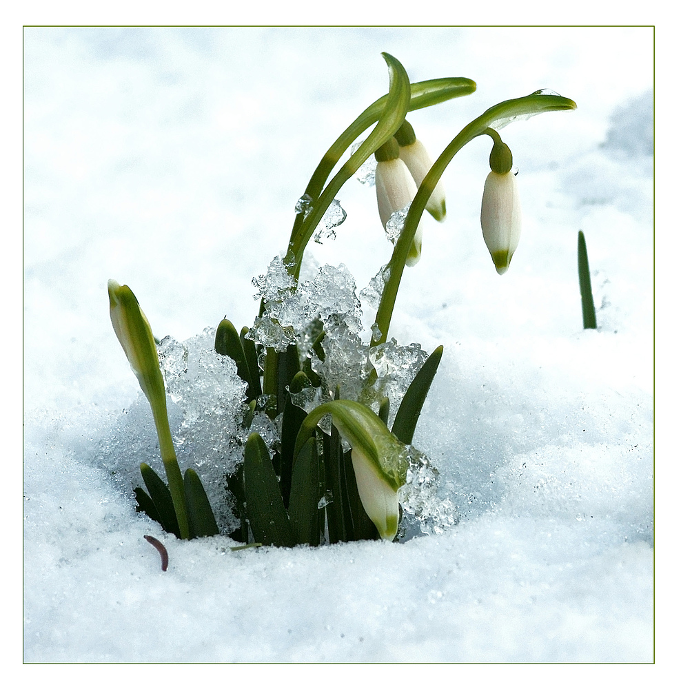 Und dräut der Winter noch so sehr...