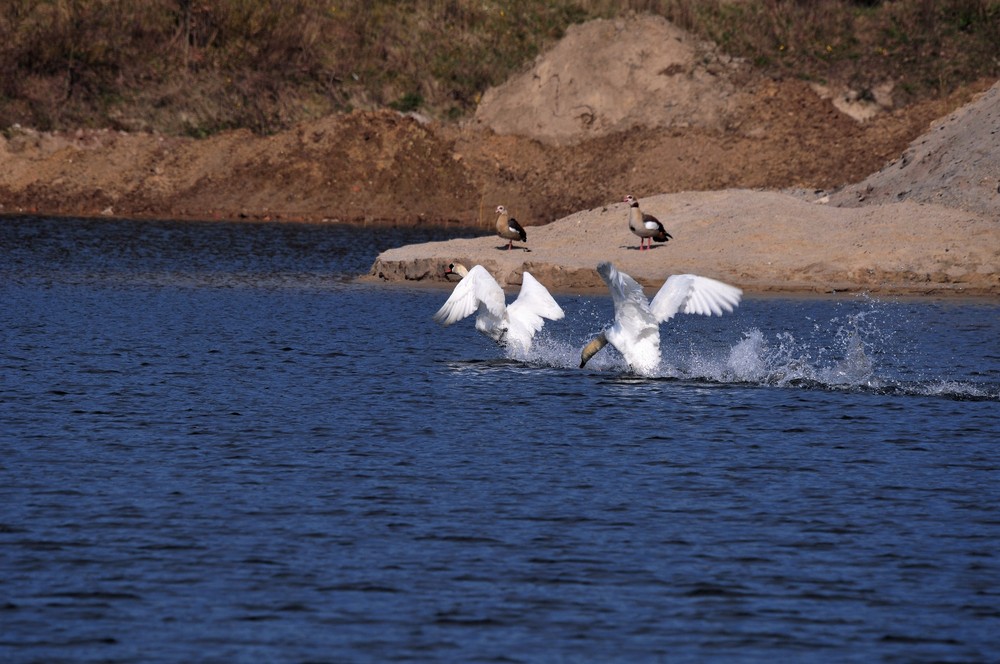 Und du willst mir das Wasser reichen Herr Höckerschwan