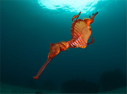 ....und ein Drache stieg hernieder