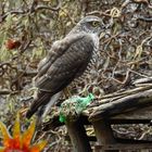 und ein großer Vogel