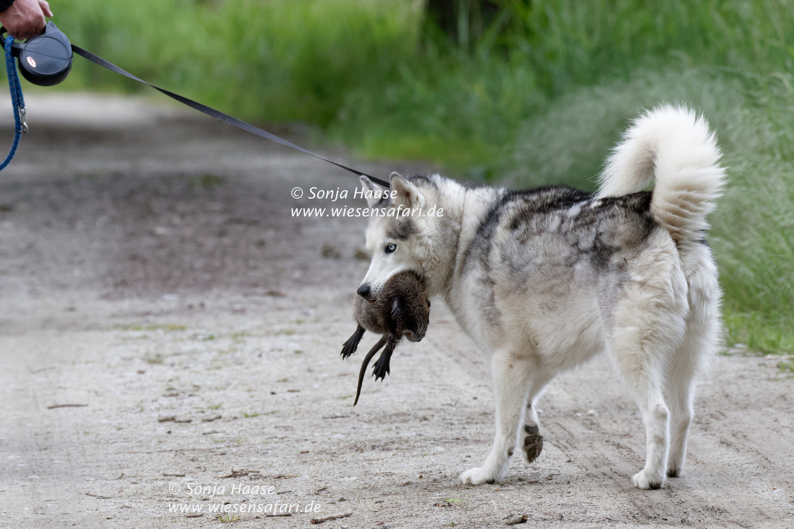 Und ein paar Minuten später war sie tot... Nutria vor meinen Augen getötet!