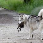 Und ein paar Minuten später war sie tot... Nutria vor meinen Augen getötet!